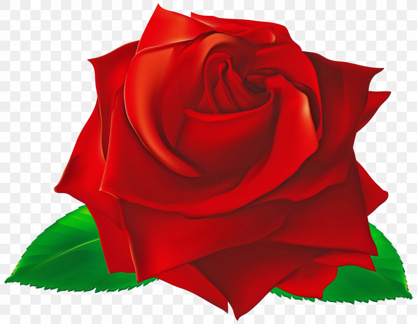 Garden Roses, PNG, 3000x2337px, Rose, Flower, Garden Roses, Hybrid Tea Rose, Petal Download Free