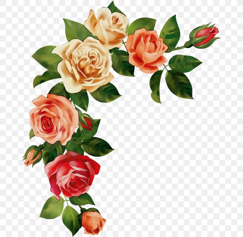 Garden Roses, PNG, 674x800px, Watercolor, Cut Flowers, Floribunda, Flower, Flowering Plant Download Free