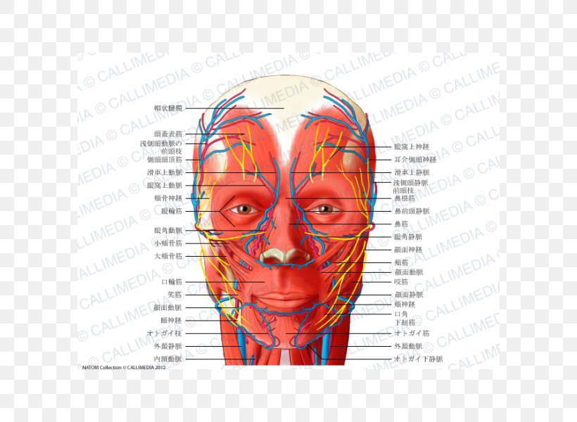Head And Neck Anatomy Blood Vessel Facial Nerve Human Body, PNG, 600x600px, Watercolor, Cartoon, Flower, Frame, Heart Download Free