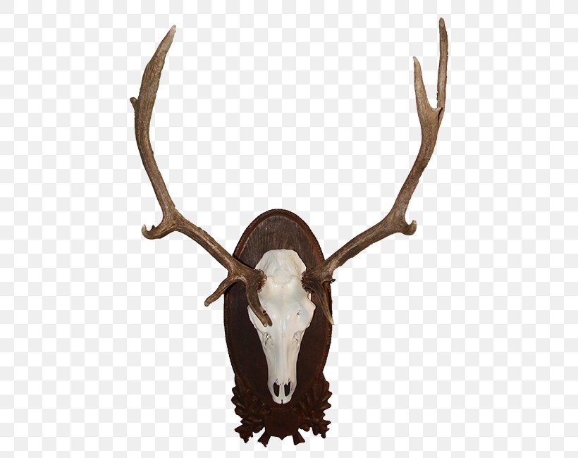 Red Deer Moose White-tailed Deer Elk, PNG, 488x650px, Deer, Antler, Elk, Fallow Deer, Horn Download Free