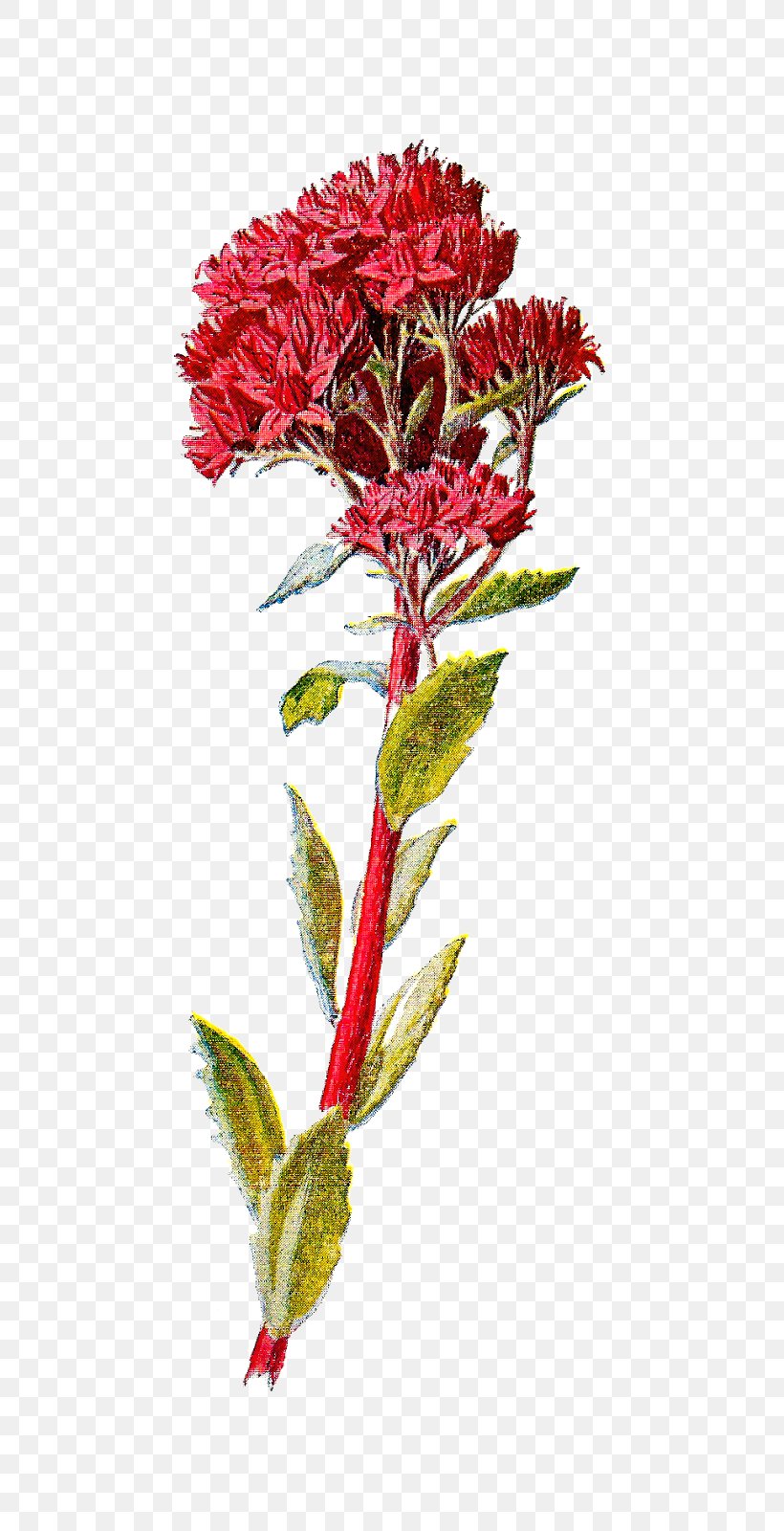 Wildflower Sedum Telephium, PNG, 820x1600px, Flower, Amaranth Family, Carnation, Cut Flowers, Deviantart Download Free