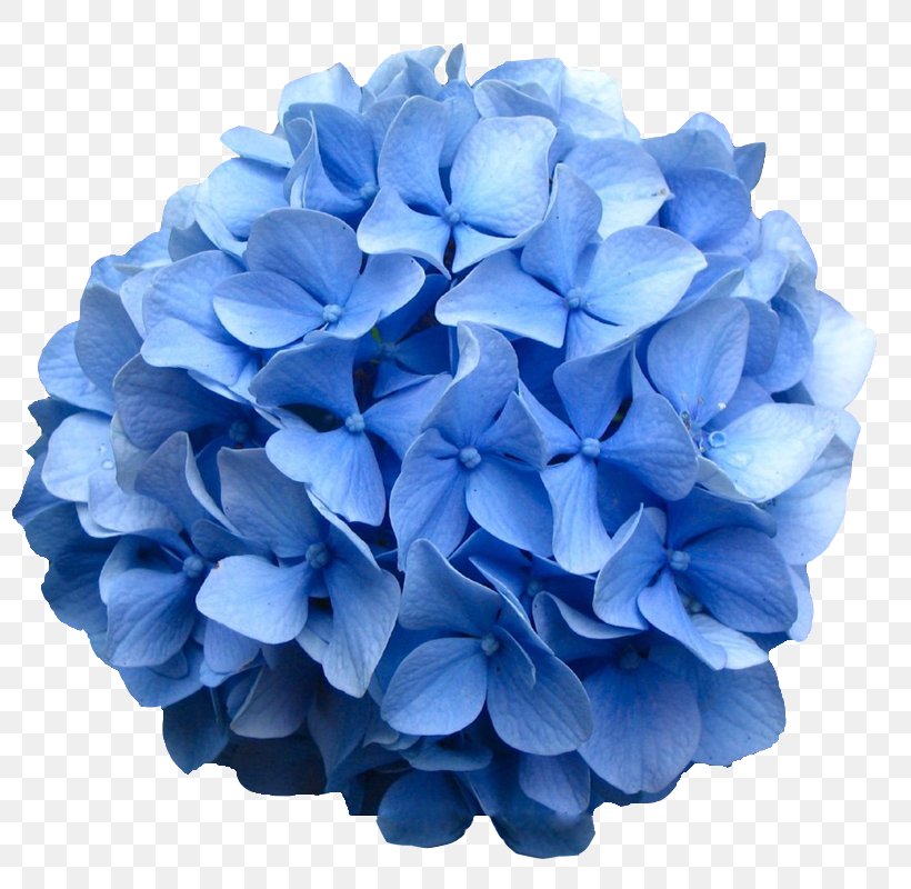 French Hydrangea Oakleaf Hydrangea Flower Shrub Bud, PNG, 800x800px, French Hydrangea, Blue, Bud, Color, Cornales Download Free