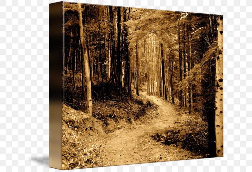 Gallery Wrap State Park Canvas Wood, PNG, 650x560px, Gallery Wrap, Art, Canvas, Forest, Landscape Download Free