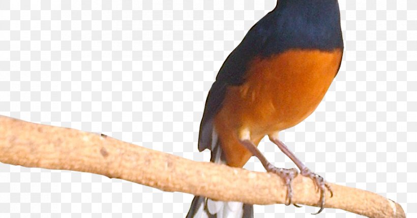 Bird Lark Magpie-robins Parrot White-rumped Shama, PNG, 915x480px, Bird, Beak, Fauna, Lark, Magpierobins Download Free