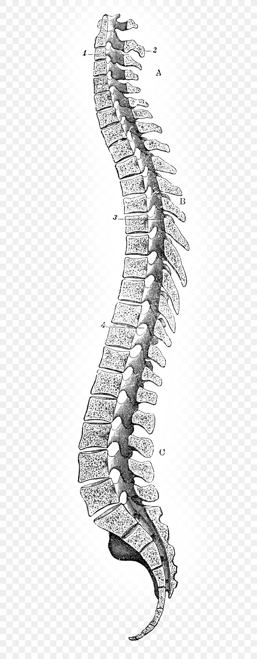 Drawing Vertebral Column, PNG, 1312x3360px, Drawing, Anatomy, Biological Illustration, Black And White, Fish Download Free