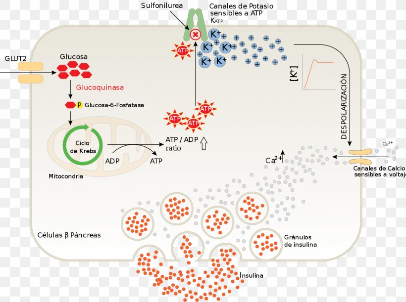 Insulin Pancreas Beta Cell Sulfonylurea Anti-diabetic Medication, PNG, 1280x955px, Insulin, Alpha Cell, Antidiabetic Medication, Area, Beta Cell Download Free