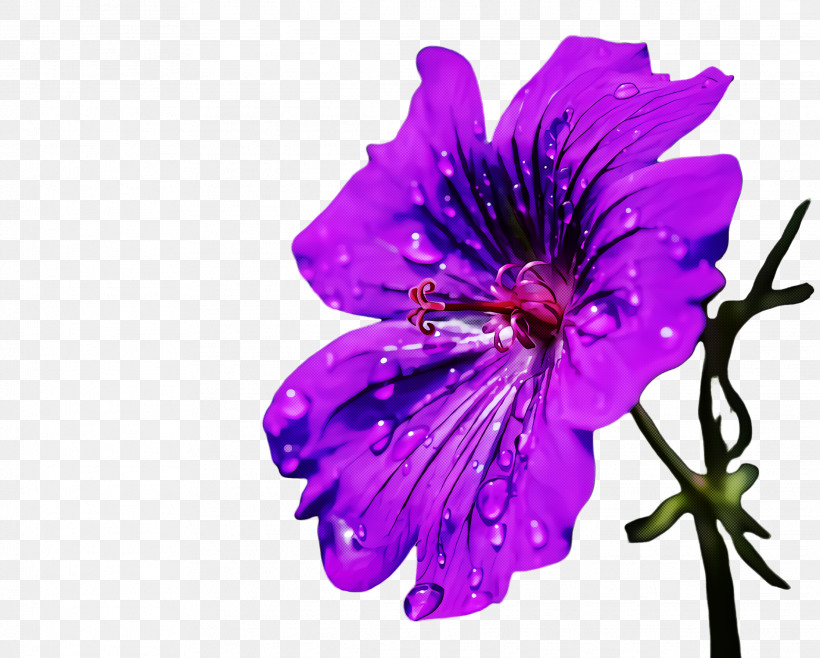 Petal Flower Purple Violet Plant, PNG, 2232x1792px, Petal, Flower, Geraniaceae, Geranium, Magenta Download Free