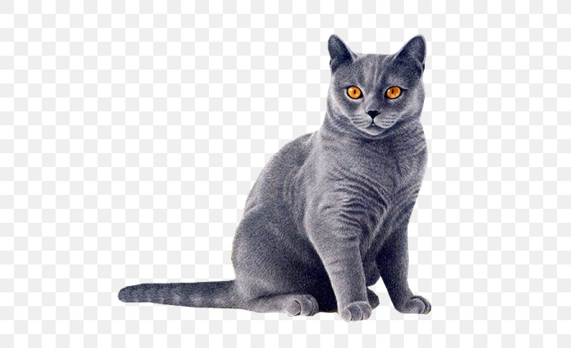 Clip Art Image American Wirehair Transparency, PNG, 500x500px, American Wirehair, Asian, Australian Mist, Black Cat, British Shorthair Download Free