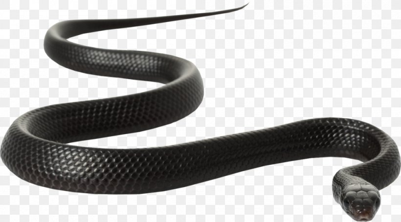 Black Rat Snake Red-bellied Black Snake Clip Art, PNG, 1000x556px, Snake, Black Mamba, Black Milk Snake, Black Rat Snake, Boas Download Free