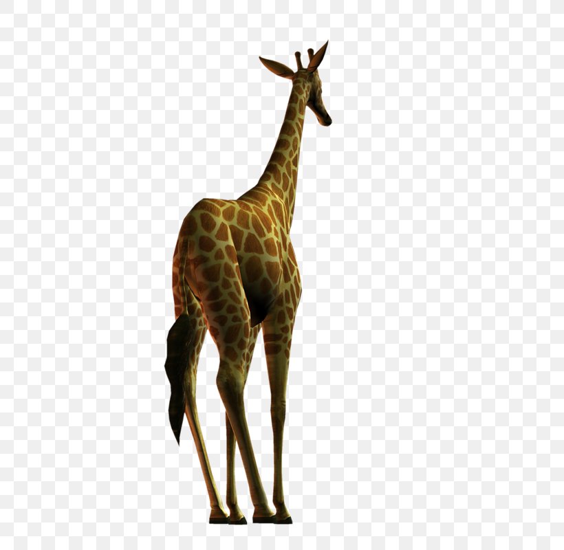 Giraffe Deer Neck Terrestrial Animal Wildlife, PNG, 600x800px, Giraffe, Animal, Animal Figure, Deer, Fauna Download Free