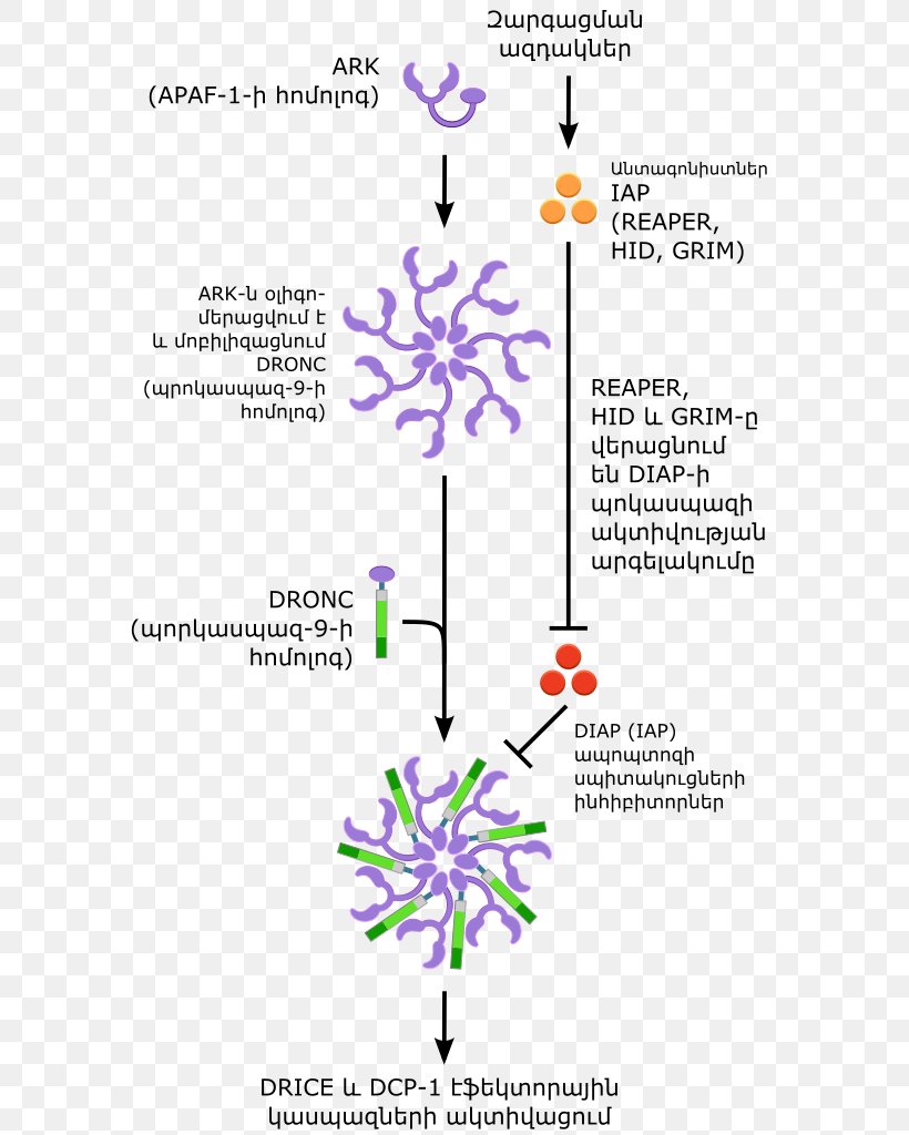 Apoptosis Cell Membrane Annexin Ceramide, PNG, 595x1024px, Apoptosis, Abscission, Adenosine Triphosphate, Annexin, Area Download Free