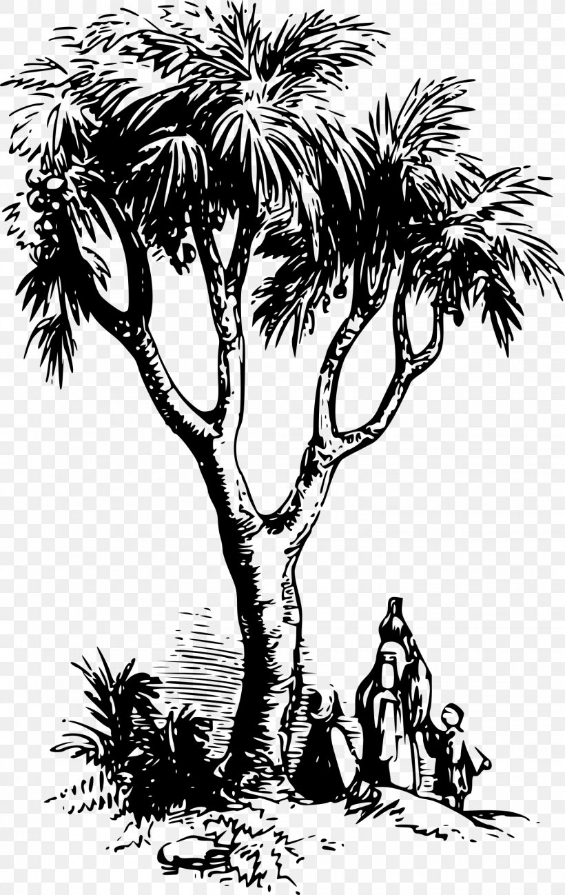 Asian Palmyra Palm Drawing Arecaceae Clip Art, PNG, 1516x2400px, Asian Palmyra Palm, Arecaceae, Arecales, Art, Black And White Download Free