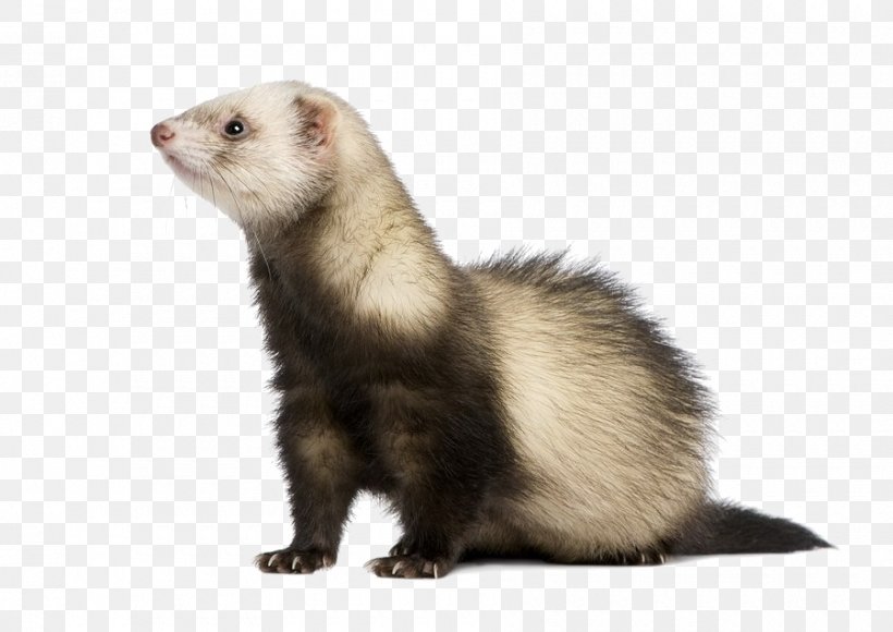 Black-footed Ferret American Mink Marten Mustelinae, PNG, 900x637px, Ferret, American Mink, Blackfooted Ferret, European Polecat, Fur Download Free