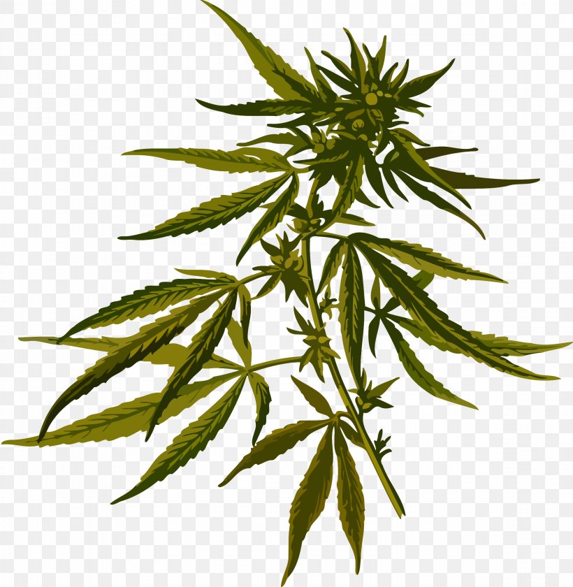 Cannabis Sativa Marijuana Hemp Medical Cannabis, PNG, 2341x2400px, Cannabis Sativa, Belladonna, Cannabis, Hash Oil, Hemp Download Free