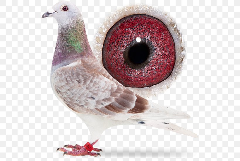 Domestic Pigeon Columbidae Pigeon Racing Beak, PNG, 556x549px, Domestic Pigeon, Beak, Bird, Columbidae, Feather Download Free