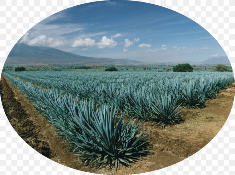 Tequila Mezcal Agave Azul Agave Nectar Agave Salmiana, PNG, 1000x748px, Tequila, Agave, Agave Azul, Agave Nectar, Agave Salmiana Download Free