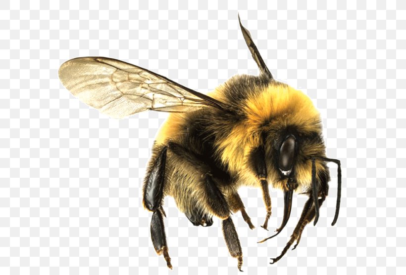 Bee Insect Desktop Wallpaper Clip Art, PNG, 628x557px, Bee, Arthropod, Bumblebee, Display Resolution, Honey Bee Download Free