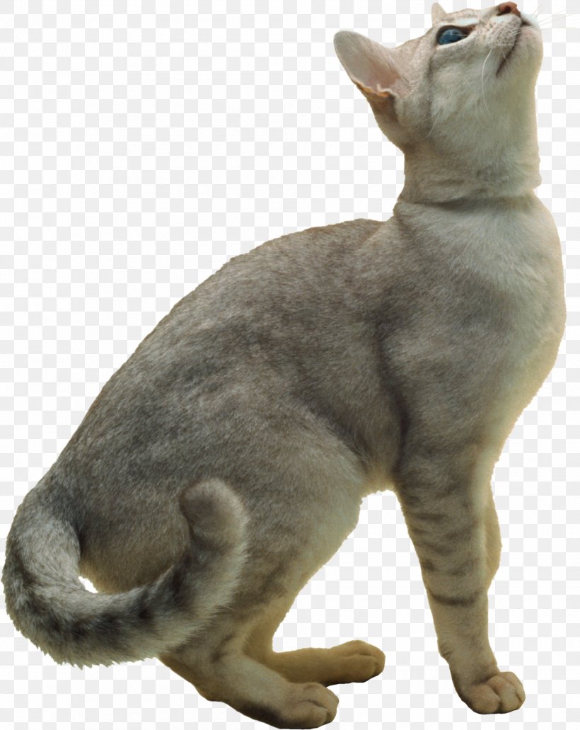 Burmilla Exotic Shorthair Burmese Cat European Shorthair Korat, PNG, 1905x2397px, Burmilla, Animal, Asian, Burmese, Burmese Cat Download Free