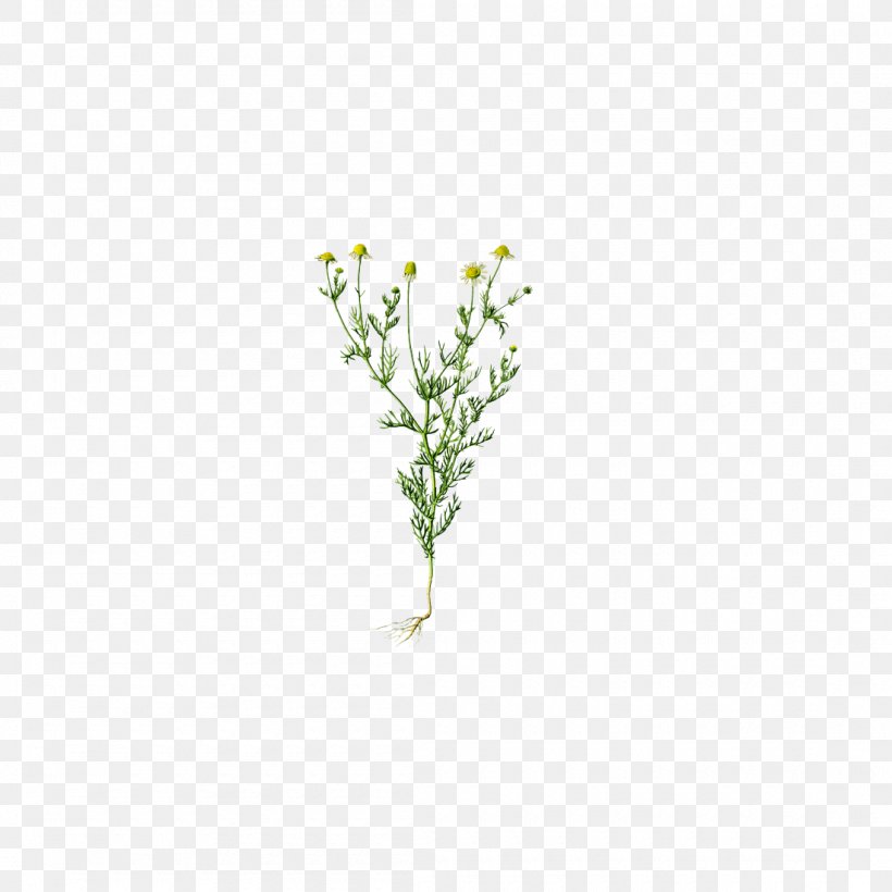 Chamomile: Industrial Profiles German Chamomile Medicinal Plants Pattern, PNG, 1100x1100px, German Chamomile, Aromaticity, Chamomile, Grass, Green Download Free