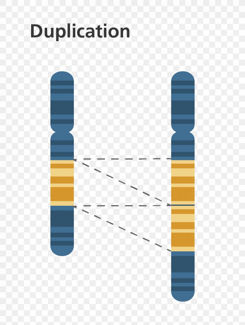Chromosome Abnormality Gene Duplication Chromosomal Translocation Genetics, PNG, 836x1112px, Chromosome, Brand, Cell, Cell Division, Chromosomal Inversion Download Free