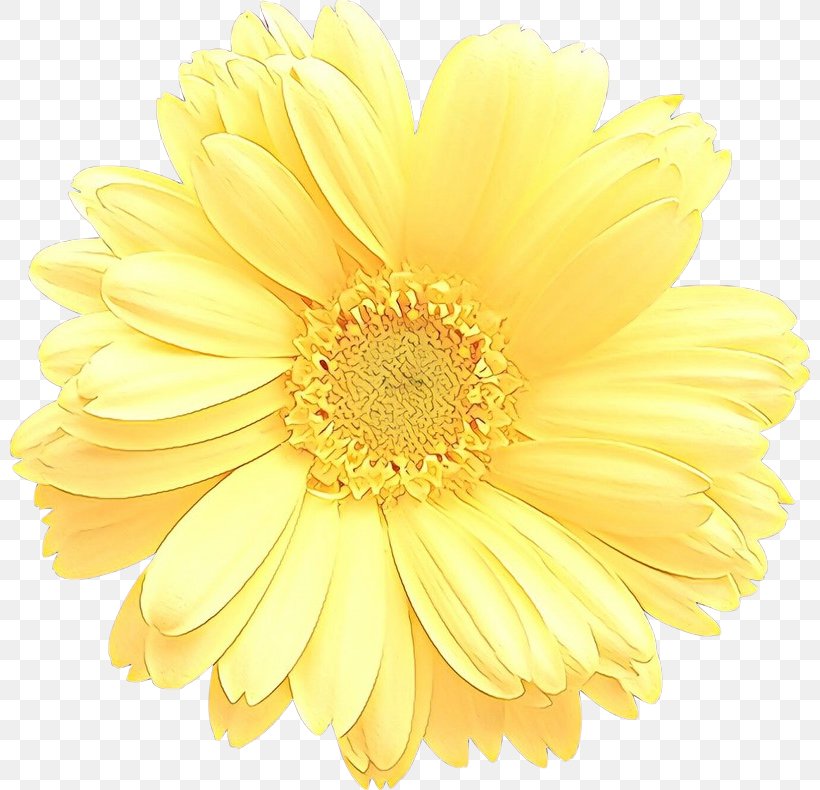 Cut Flowers Adobe Photoshop Transvaal Daisy, PNG, 800x790px, Flower, Artificial Flower, Aster, Asterales, Barberton Daisy Download Free