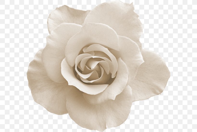 Flower Rose, PNG, 600x553px, Flower, Cut Flowers, Flowering Plant, Garden Roses, Gardenia Download Free