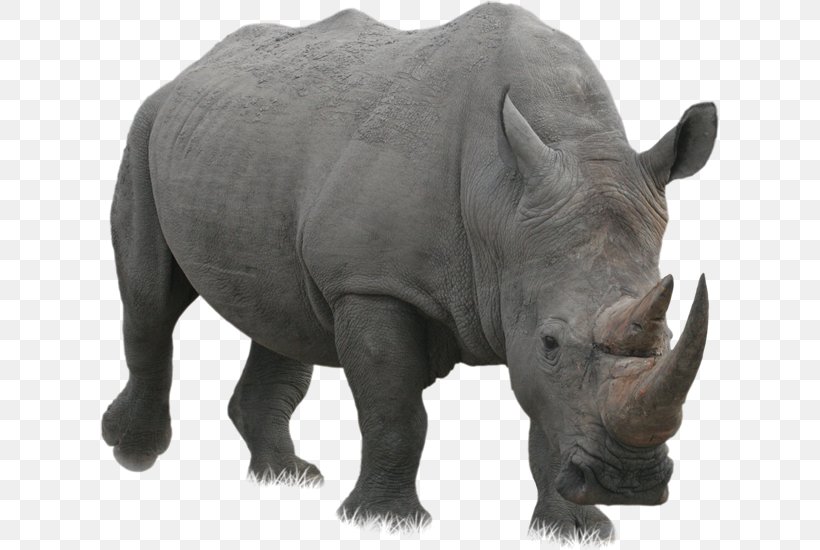 White Rhinoceros Javan Rhinoceros Clip Art, PNG, 620x550px, 2017, 2018, Rhinoceros, Animal, Fauna Download Free