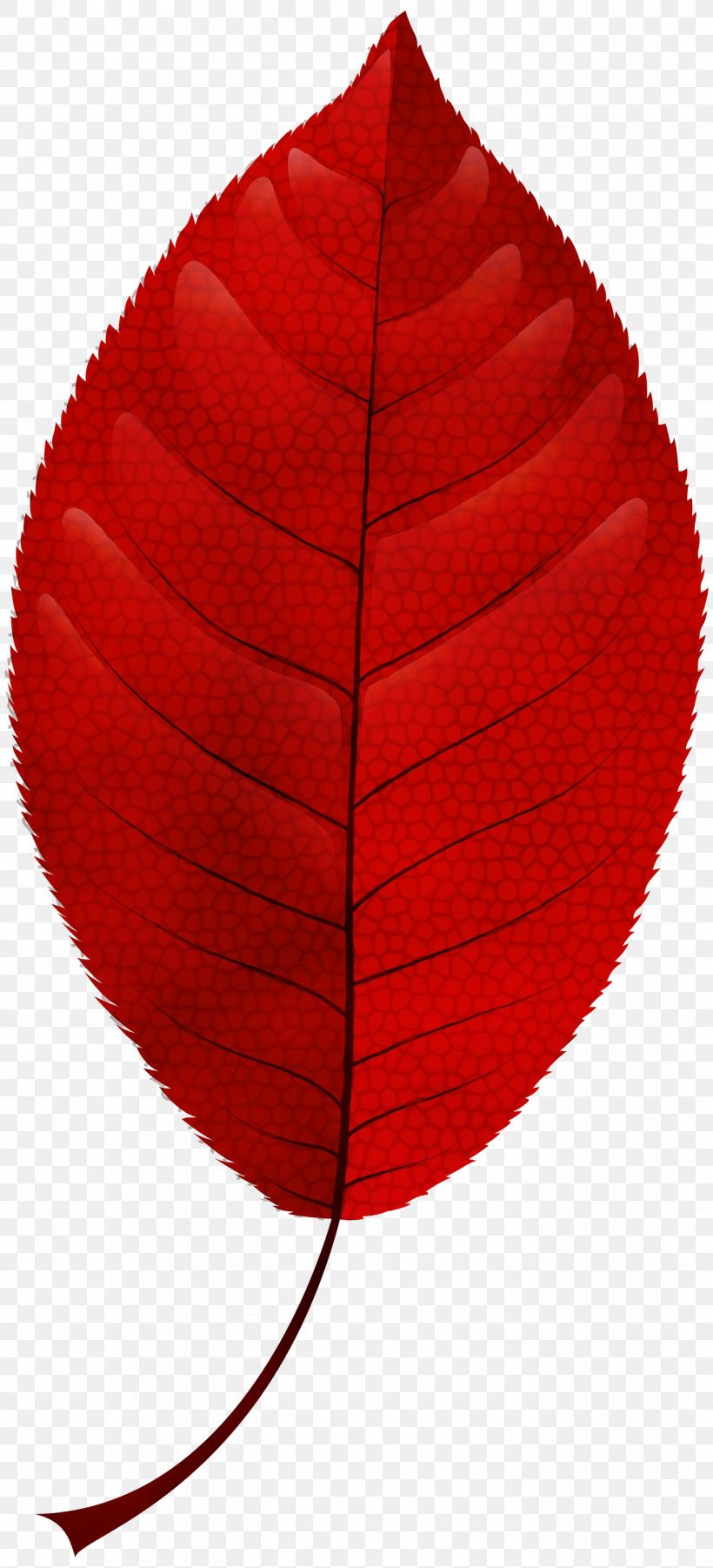 Autumn Leaf Color Clip Art Maple Leaf, PNG, 1365x3000px, Leaf, Autumn, Autumn Leaf Color, Color, Coquelicot Download Free
