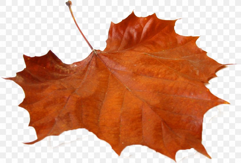 Autumn Leaf Color Clip Art Maple, PNG, 852x578px, Autumn Leaf Color, Autumn, Cloud, Decorative Borders, Leaf Download Free