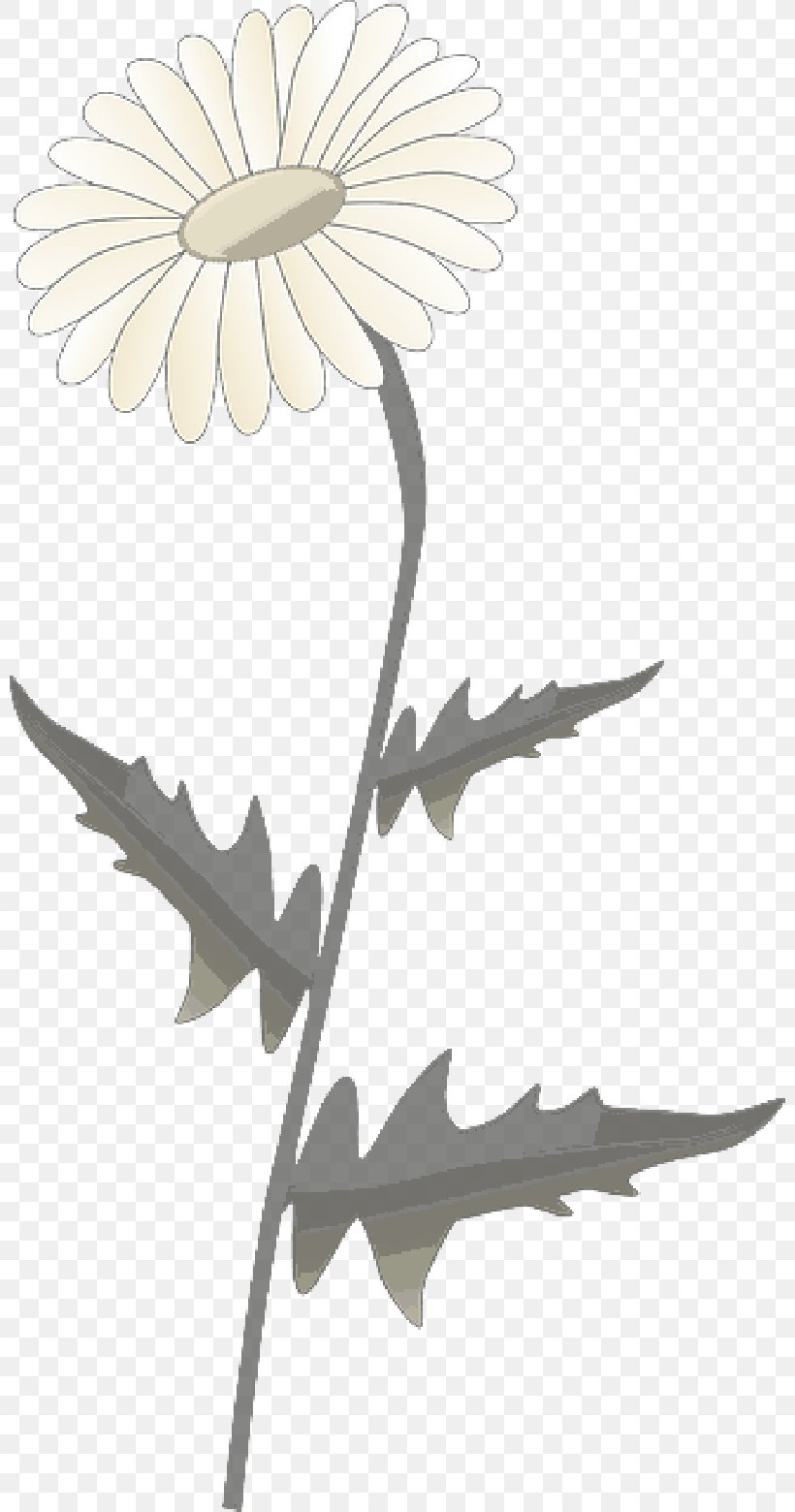 Clip Art Vector Graphics Common Daisy Free Content, PNG, 800x1560px, Common Daisy, Botany, Daisy Family, Dandelion, Flower Download Free