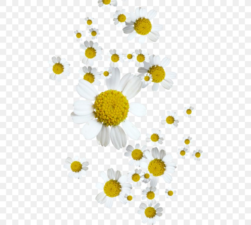 German Chamomile Oxeye Daisy Flower Tripleurospermum, PNG, 513x738px, German Chamomile, Anthemis, Bellis, Chamaemelum Nobile, Chamomile Download Free