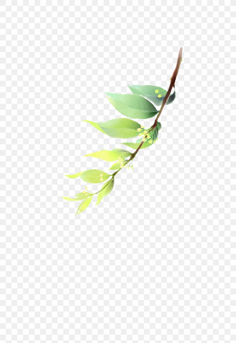 Leaf Green Illustration, PNG, 999x1449px, Leaf, Designer, Feather, Google Images, Green Download Free
