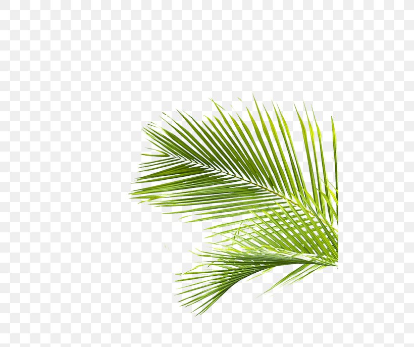 Palm Trees Pine Line Leaf Grasses, PNG, 521x687px, Palm Trees, Arecales, Branch, Evergreen, Grass Download Free