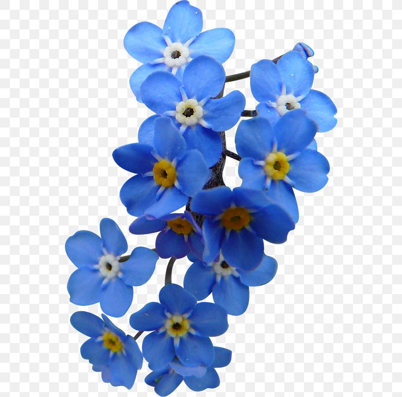 Sky Blue Flower Petal Clip Art, PNG, 556x810px, Blue, Borage Family, Color, Flower, Flowering Plant Download Free