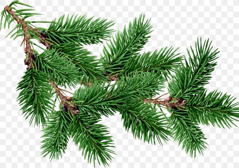 Fir Pine Tree Clip Art, PNG, 1500x1060px, Fir, Biome, Branch, Christmas Decoration, Christmas Ornament Download Free