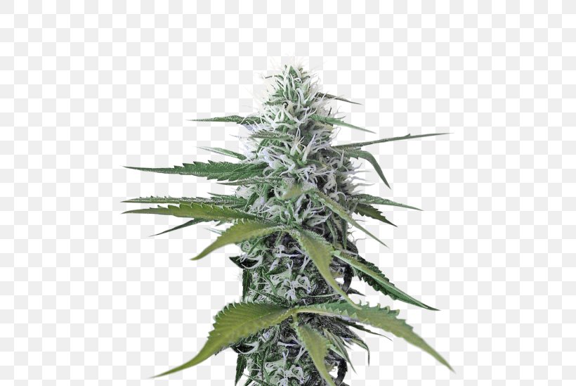 Cannabis Sativa Medical Cannabis Clip Art, PNG, 480x549px, Cannabis, Cannabinoid, Cannabis Cultivation, Cannabis Sativa, Drug Download Free