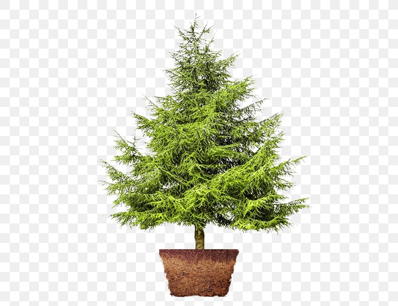 Cedar Artificial Christmas Tree Pinus Thunbergii Fir, PNG, 580x630px, Cedar, Artificial Christmas Tree, Bonsai, Branch, Christmas Decoration Download Free