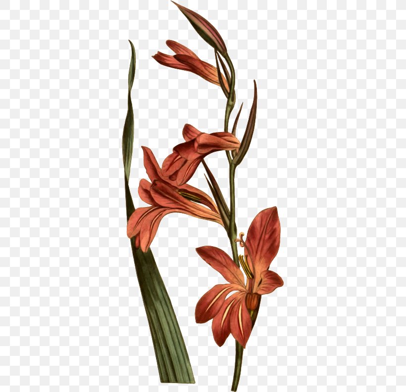 Drawing Image Iris Family Gladiolus Italicus Illustration, PNG, 327x793px, Drawing, Amaryllis, Amaryllis Belladonna, Amaryllis Family, Cut Flowers Download Free