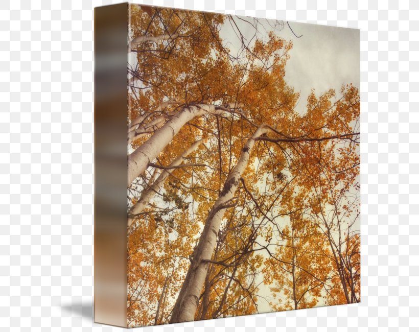 Autumn. Birches. Gallery Wrap Canvas Leaf, PNG, 606x650px, Gallery Wrap, Art, Birches, Canvas, Leaf Download Free