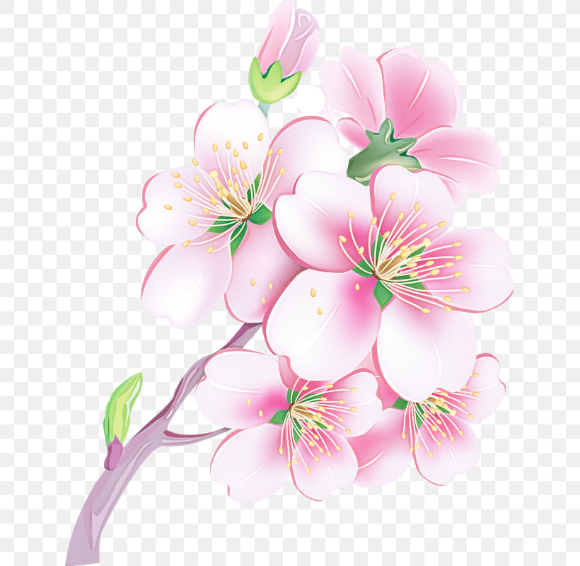Cherry Blossom, PNG, 635x800px, Flower, Blossom, Bouquet, Branch, Cherry Blossom Download Free