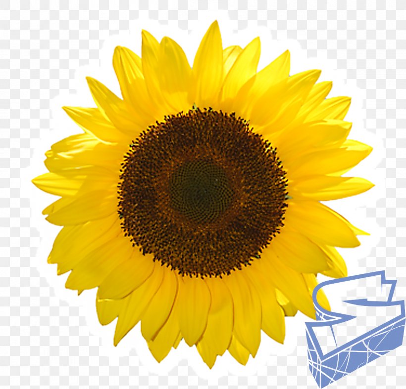 Common Sunflower IPad Mini IPad 4 Clip Art, PNG, 1200x1152px, Common Sunflower, Apple, Daisy Family, Drawing, Flower Download Free