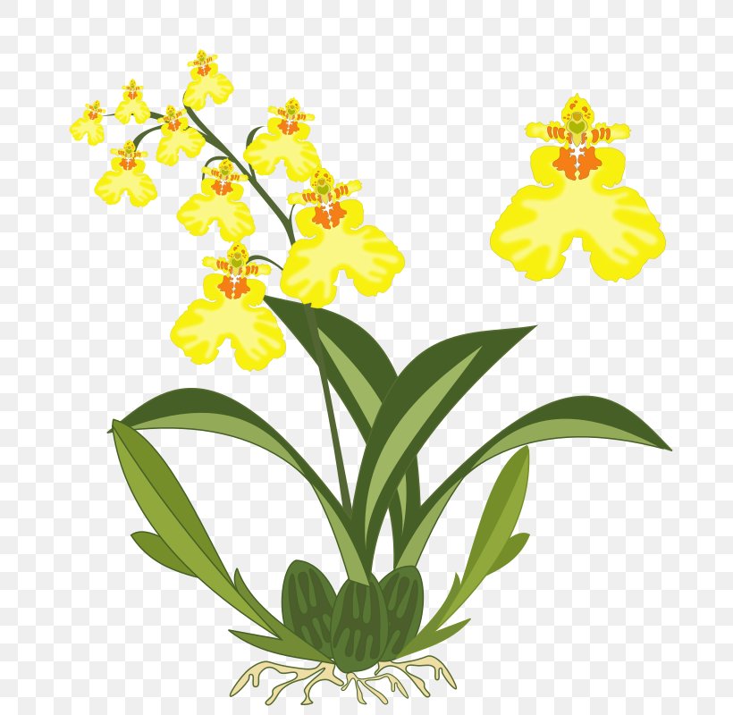 Dancing-lady Orchid Plant Flower Clip Art, PNG, 800x800px, Dancinglady Orchid, Alpinia Purpurata, Boat Orchid, Cattleya, Cattleya Orchids Download Free