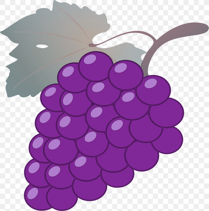 Grape Grapevines Plant Fruit, PNG, 2000x2021px, Grape, Biology, Childrens Film, Family, Fruit Download Free