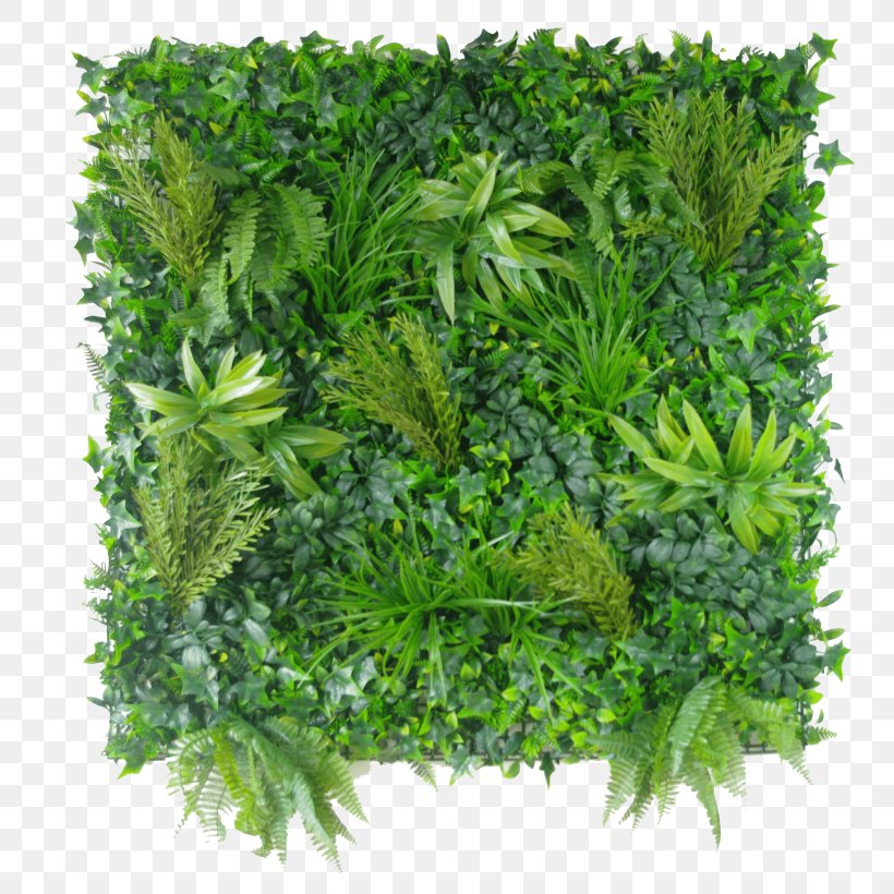 Green Grass Background, PNG, 800x820px, Green Wall, Artificial Turf, Boston Ivy, Box, Culantro Download Free