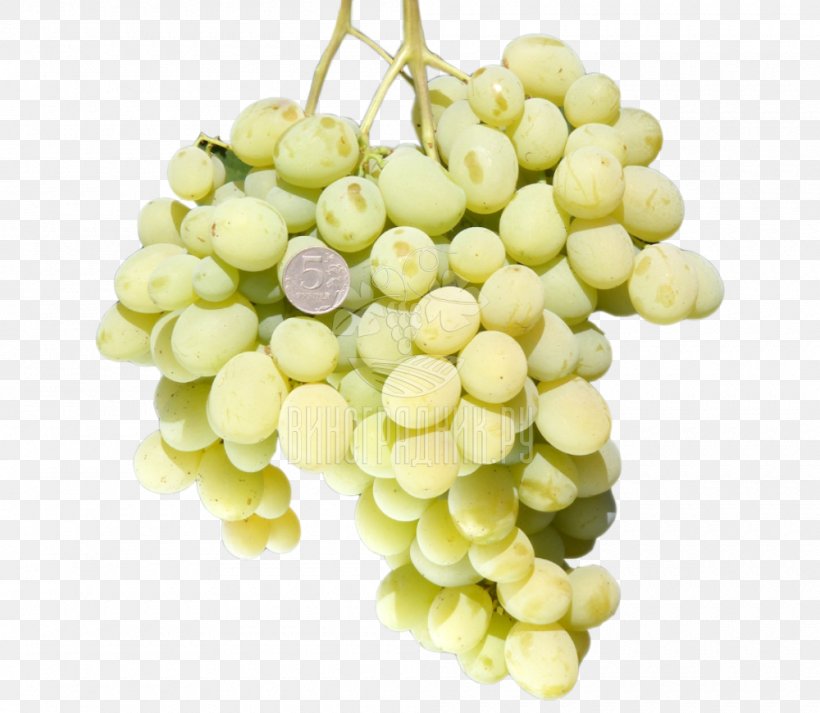 Sultana Muscat Blanc à Petits Grains Cultivar Viticulture, PNG, 1000x870px, Sultana, Aretus, Common Grape Vine, Cultivar, Food Download Free