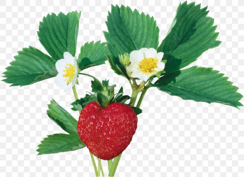 Wild Strawberry Varenye Red Raspberry, PNG, 1600x1163px, Strawberry, Auglis, Berry, Bread, Currant Download Free