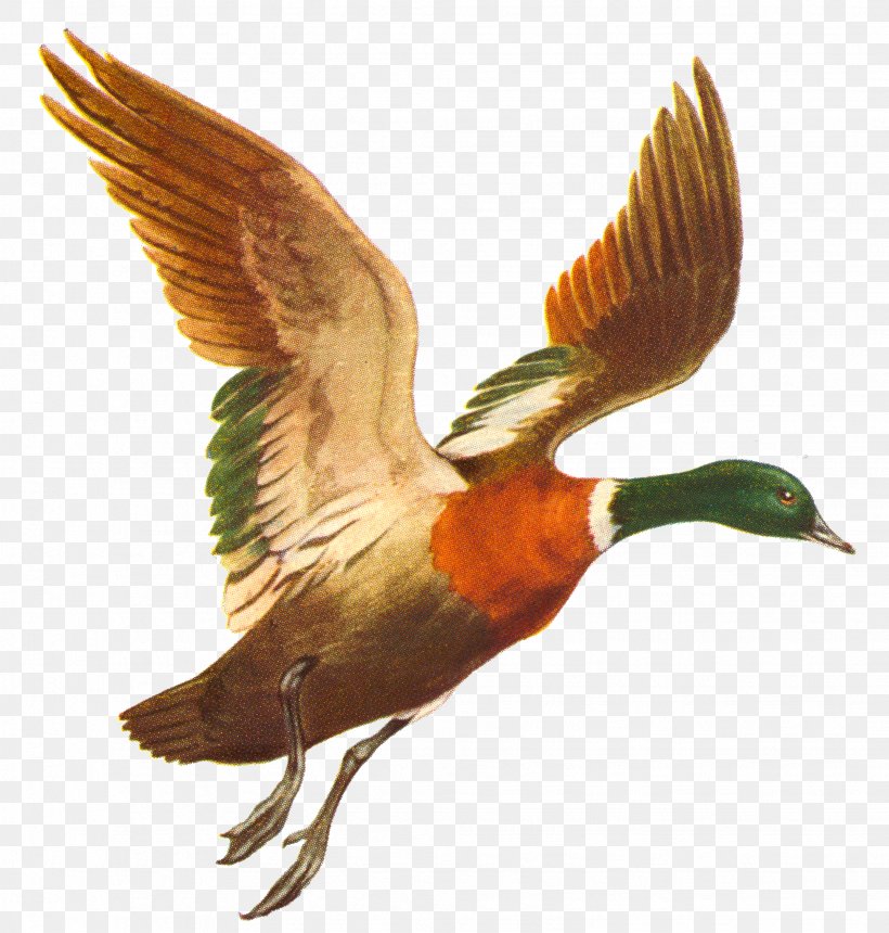 Duck Mallard Bird Flight, PNG, 1953x2049px, Duck, Beak, Bird, Data, Drawing Download Free