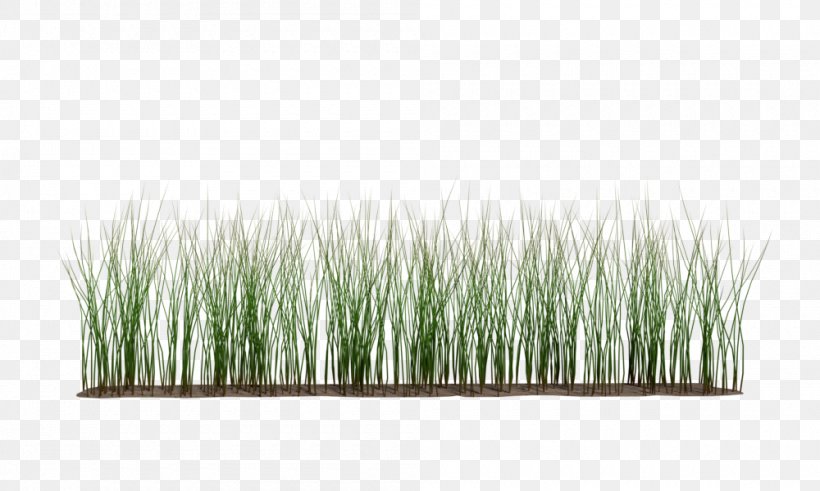 Grasses Commodity Plant Stem, PNG, 1000x600px, Grasses, Commodity, Grass, Grass Family, Plant Download Free