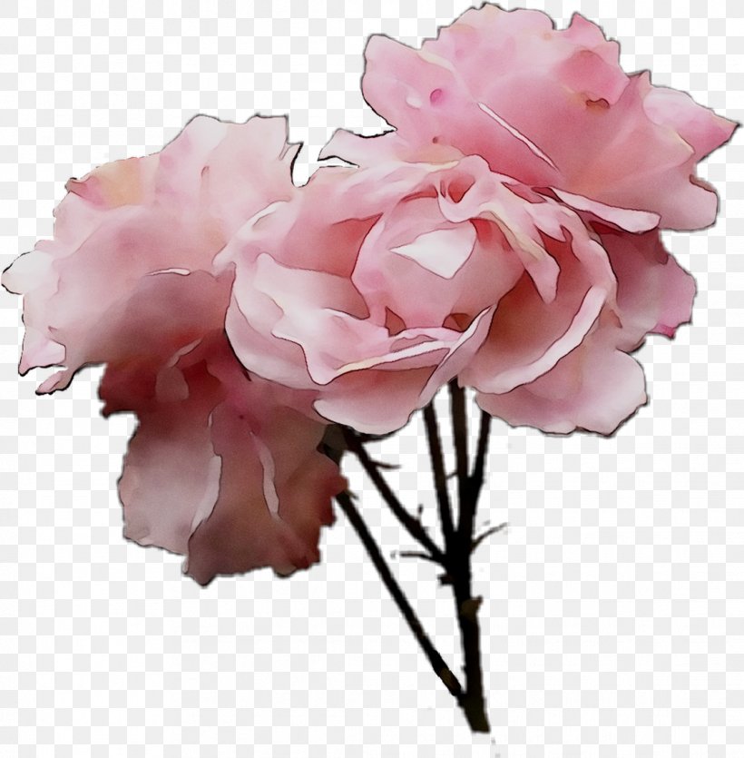 Garden Roses Cabbage Rose Floribunda Cut Flowers, PNG, 1116x1137px, Garden Roses, Artificial Flower, Blossom, Branch, Cabbage Rose Download Free