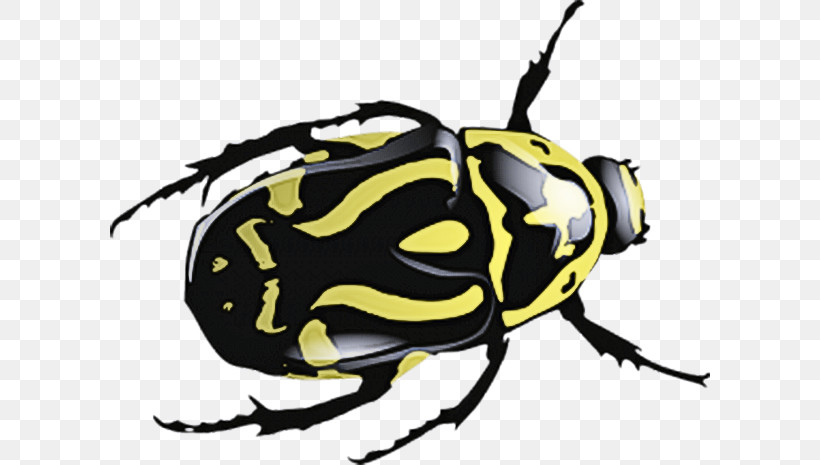 Insect Beetle Pest Cetoniidae Blister Beetles, PNG, 600x465px, Insect, Beetle, Blister Beetles, Cetoniidae, Pest Download Free